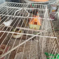 عروس هلندی و فنچ|پرنده|مشهد, شهرک ابوذر|دیوار