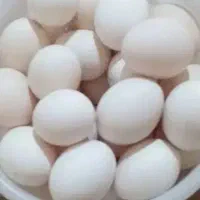 تخم مرغ محلی عربی به شرط نطفه دار و تازه