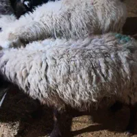 میش چاق و دوراس بره سبک ودوراس بز چاق