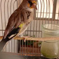 سهره نر جوجه سال|پرنده|خمینی‌شهر, |دیوار