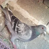 معاوضه کبوتر با قناری یا مرغ و خروس سبرایت