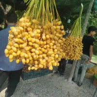 خرما|خوردنی و آشامیدنی|تهران, تهران پارس|دیوار