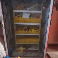 دستگاه جوجه کشی ۳۵ عددی شتر مرغ