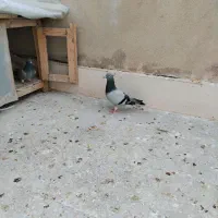 پرنده|پرنده|قم, ولیعصر|دیوار