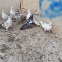 کبوتر گرفتنی