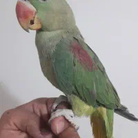 شاه طوطی نر معاوضه با گرینچیک