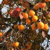 فروش و عرضه نهال خرمالو سیبی