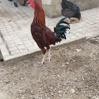 خروس