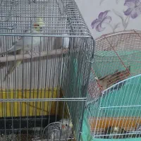 عروس هلندی|پرنده|آبسرد, |دیوار