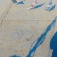 کفتر|پرنده|کهنوج, |دیوار