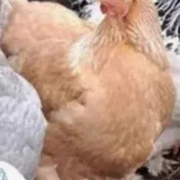 مرغ امپراطور