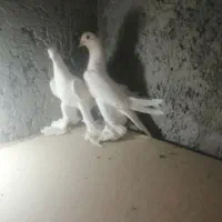 کبوترالوان|پرنده|تبریز, |دیوار