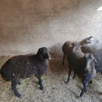 بره و برغاله|حیوانات مزرعه|پاکدشت, حصار امیر|دیوار