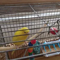 مرغ عشق تک|پرنده|کهریزک, |دیوار