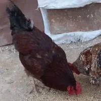 خروس بزرگ و خوب