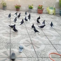 کبوتر زاغ دمسفید