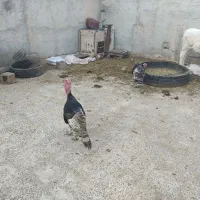 بوقلمون|حیوانات مزرعه|رامشیر, |دیوار