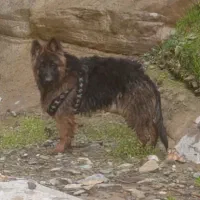 ژرمن کینگ اصلی۹ماهه