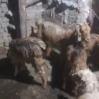 دو بز با چهار بزغاله