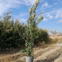 فروش گل گیاه|خدمات باغبانی و درختکاری|آبیک, |دیوار