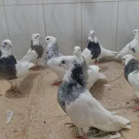 15عدد کبوتر طوقی|پرنده|صحنه, |دیوار