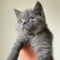 گربه اسکاتیش بلو