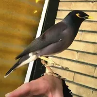 مرغ مینای افغان سخنگو ( نر )|پرنده|ساری, |دیوار