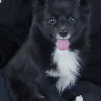 سگ آپارتمانی