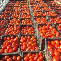 زمین کشاورزی برای  اجاره کشت گورجه فرنگی
