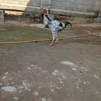 خروس