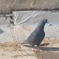 کبوتر پرشی زاغ