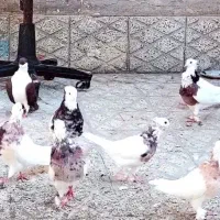 طوقی 7تا 4تومن|پرنده|سبزوار, شهرک ابوذر|دیوار