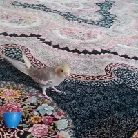 عروس هلندی گمشده