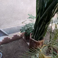 گل با گلدان|گل و گیاه طبیعی|اهر, |دیوار