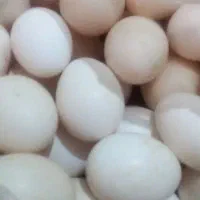 تخم مرغ محلی