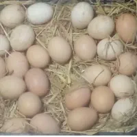 تخم مرغ محلی تازه