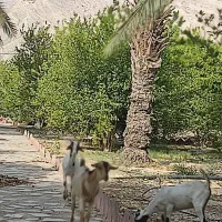 گم‌شدن چند راس بز جزیره ای|حیوانات|بندر کنگان, |دیوار