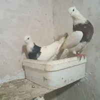 یک جفت طوقی