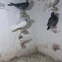 کبوتر پرشی