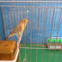 قناری|پرنده|برخوار, |دیوار