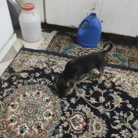 حیوانات|سگ|مشهد, شیرحصار|دیوار