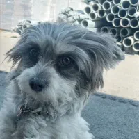 یک باب سگ پاپی ماده