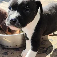 سگ پیتبول|سگ|قزوین, |دیوار