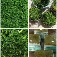 محصولات خانگی همیشه بهار