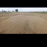 کاه