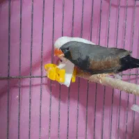 فنچ زبرا شارکول|پرنده|رشت, بازار|دیوار