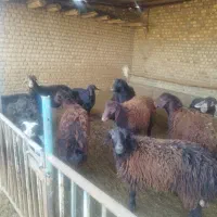 بره پرواری چاق