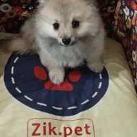 پامر عروسکی بسیار ریز