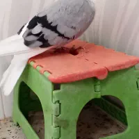 دوکت آبی و خاکستری|پرنده|جم, |دیوار