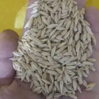 جو محلی یازدخ دم. . یک|خوردنی و آشامیدنی|خواجه, |دیوار